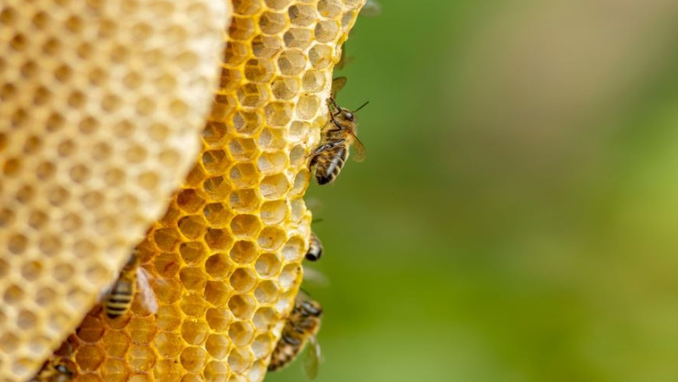  Diverse and social enterprises in the supply chain