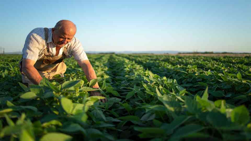 Cultivating sustainable food and beverage supply chains