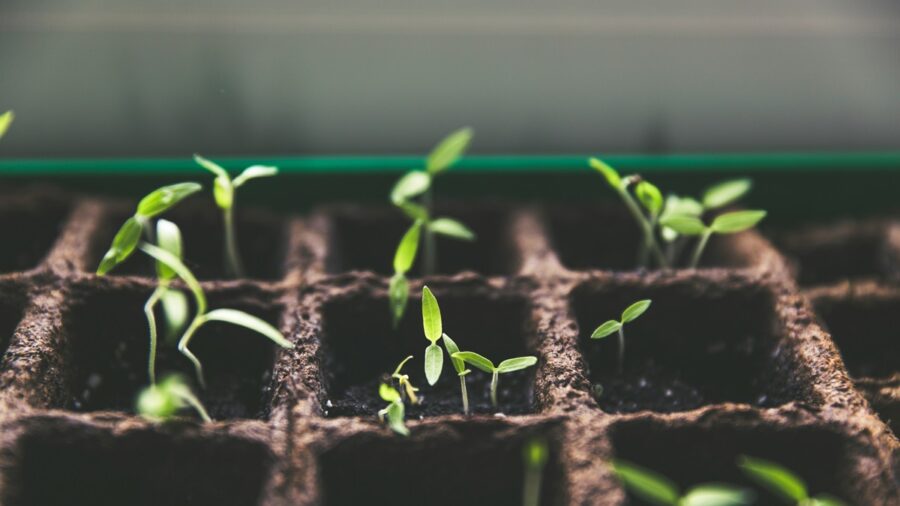 Seedlings growing